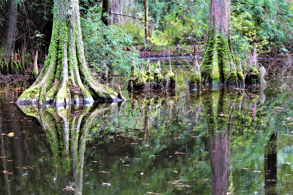 cypress swamp