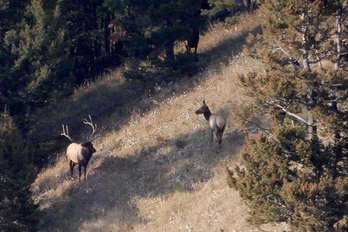 DIY Public Land Elk Hunt Herd Bull