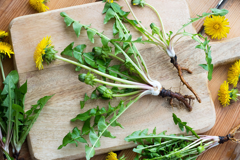 Dandelion roots