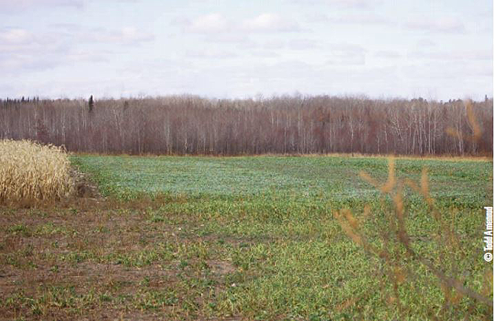 deer radish field