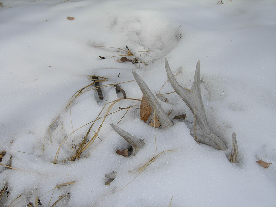 Deer Shed Antler