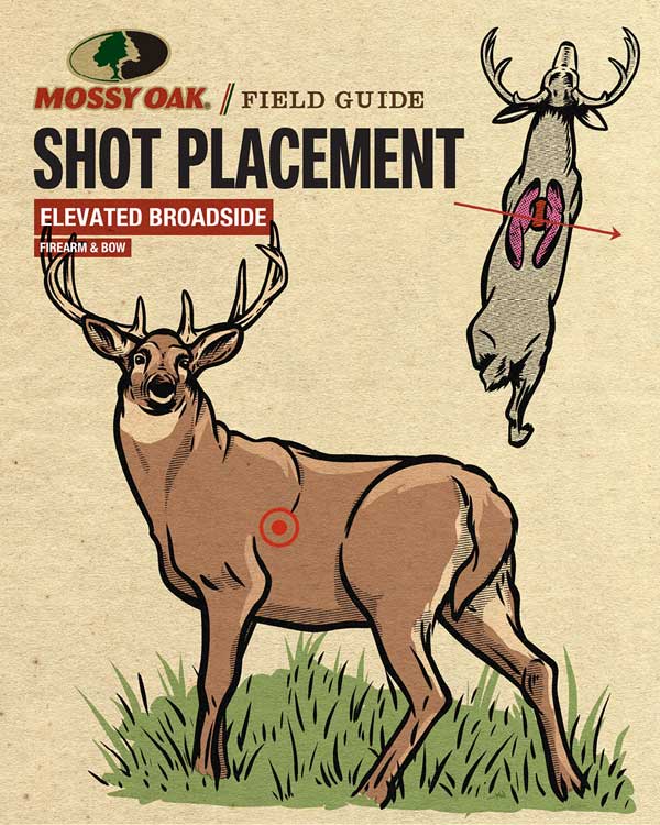 Deer Shot Placement Elevated Broadside