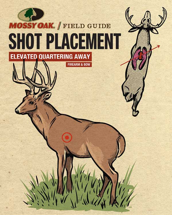 Deer Shot Placement Elevated Quartering Away