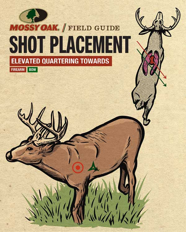Deer Shot Placement Elevated Quartering Toward