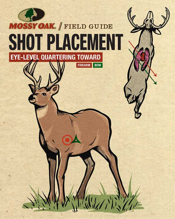 Deer Shot Placement Eye Level Quartering Toward