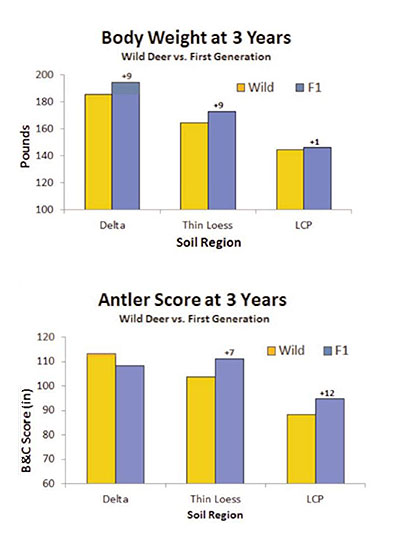 Deer Growth First Generation