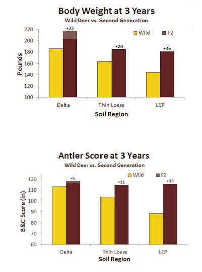 Deer Growth second generation
