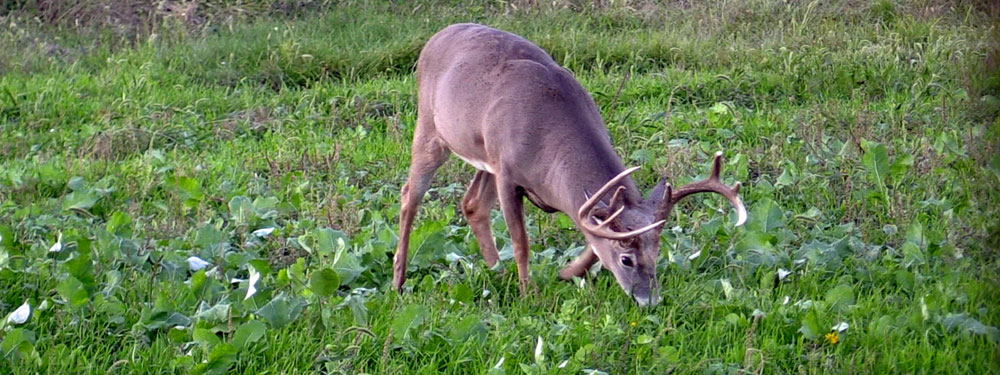 buck in brassica field