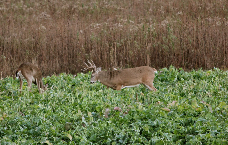 deer in food plot