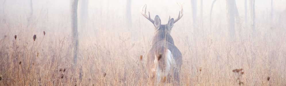 buck deer in fog