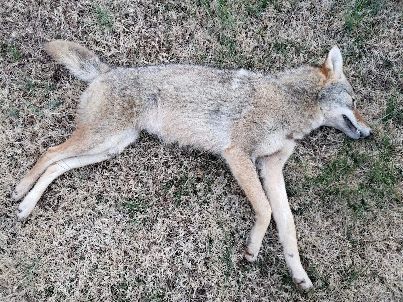 coyote lays dead on the ground