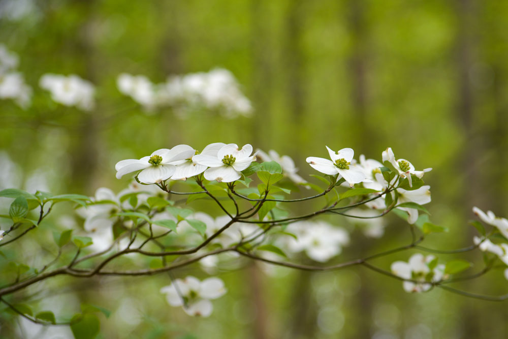 Dogwood