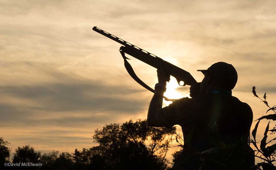 dove shooting