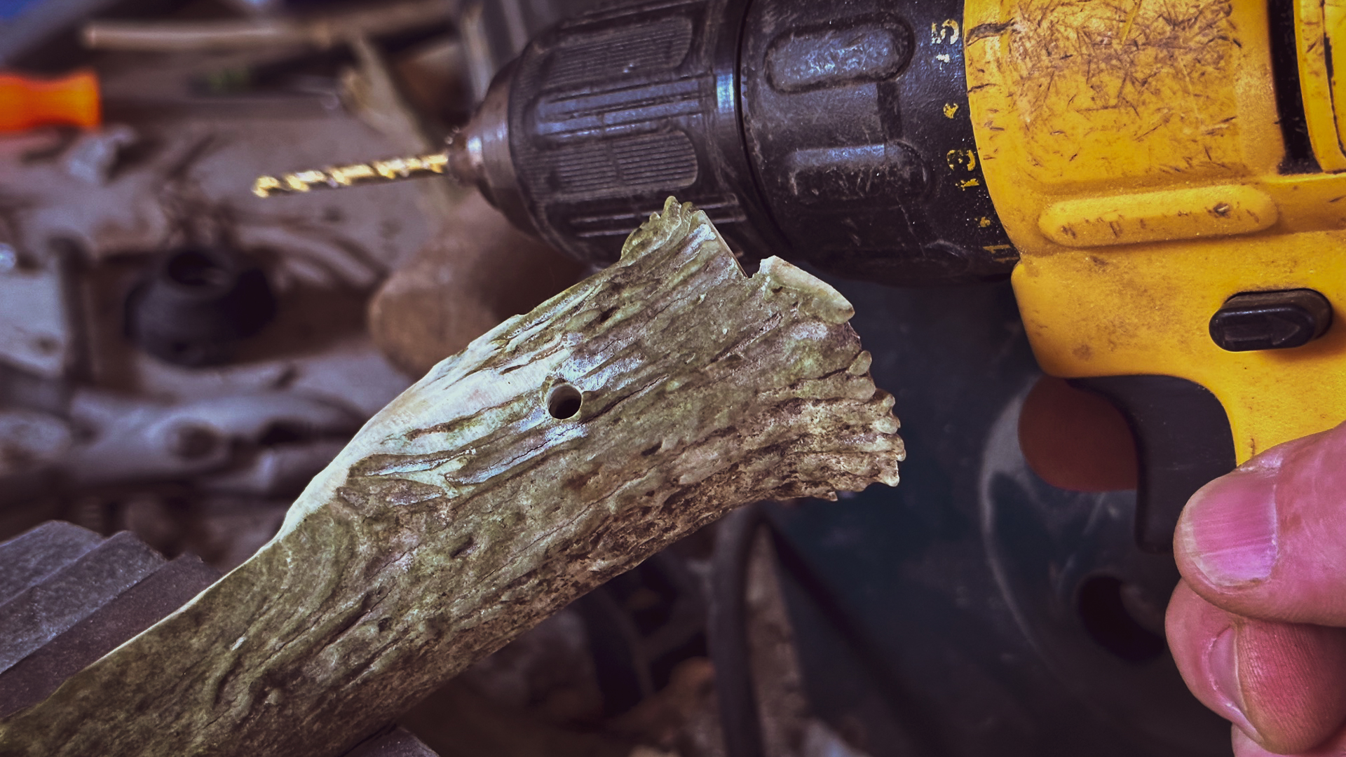 drilling the antler