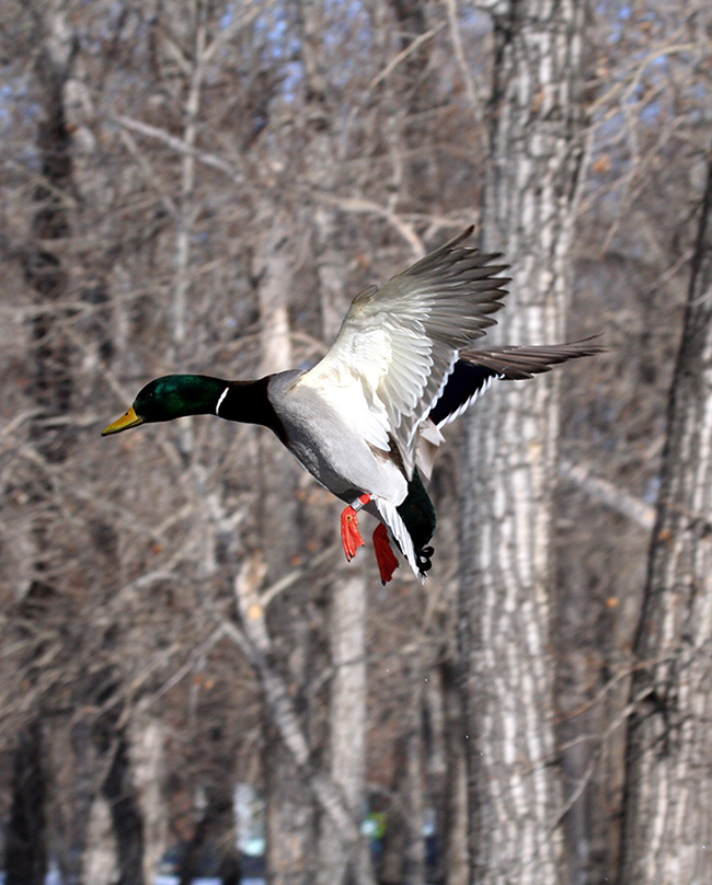 Duck Hunting Tips