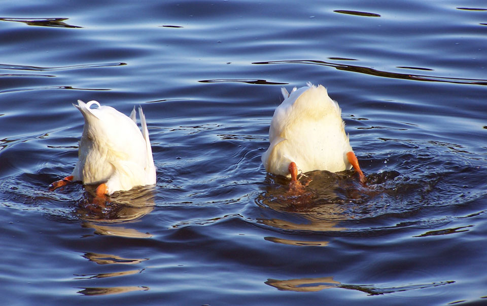diving ducks feeding