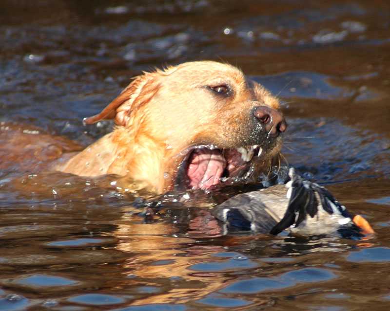 duck digs dog