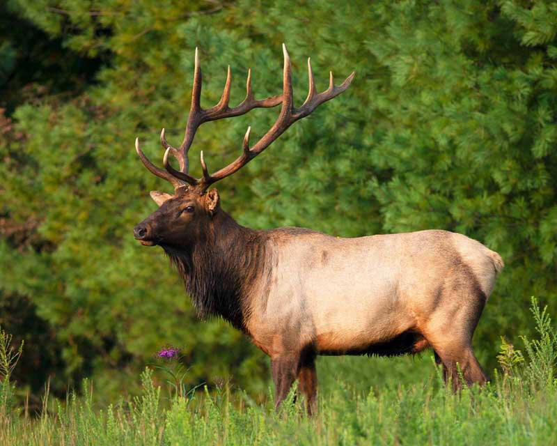 Elk photo courtesy of Virginia DWR