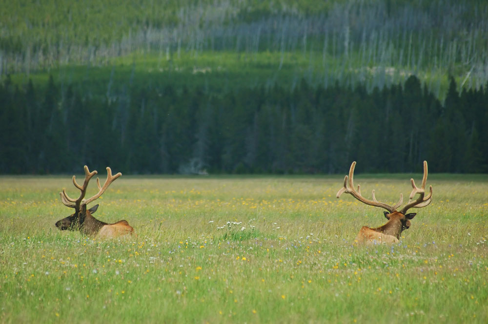 bull elk in a field