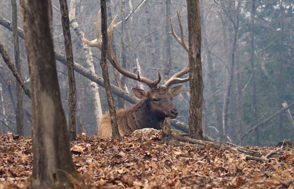 Elk in the woods