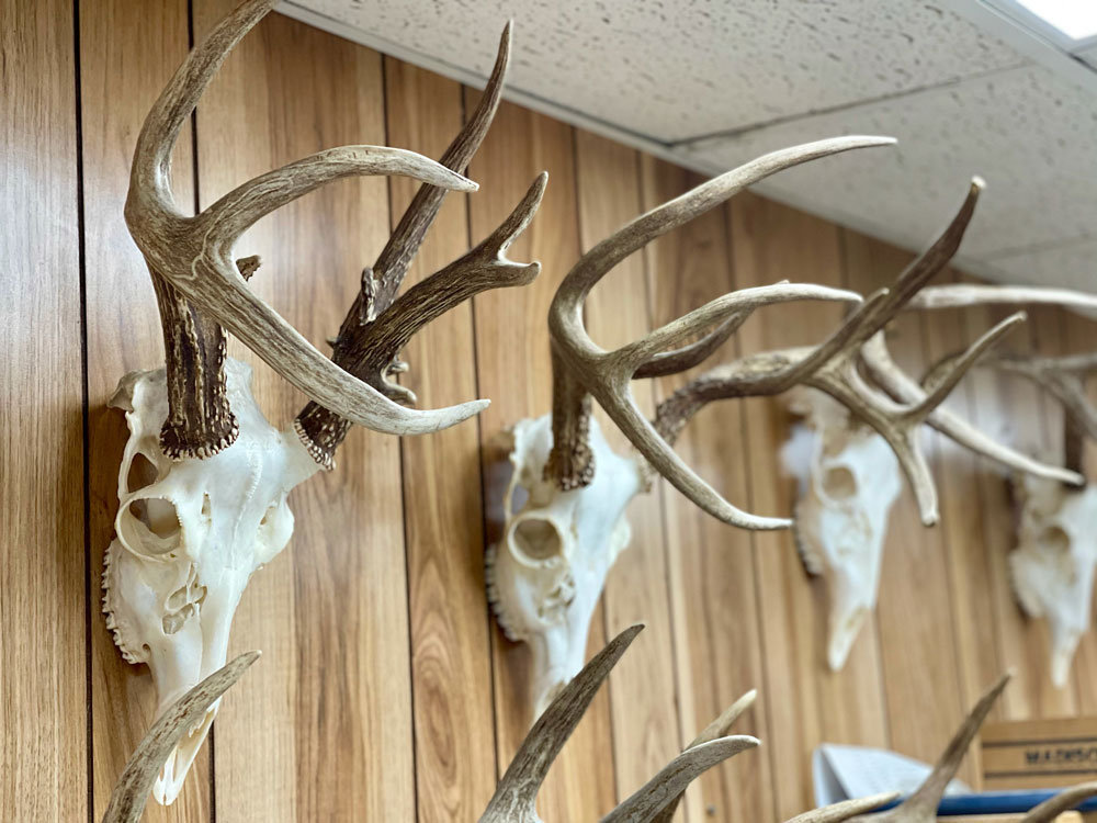 European wall mount deer skull