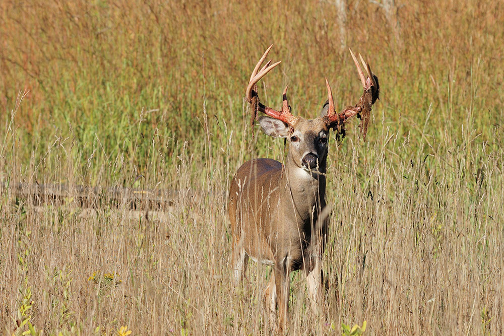 buck in velvet