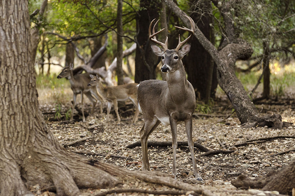 buck doe balance