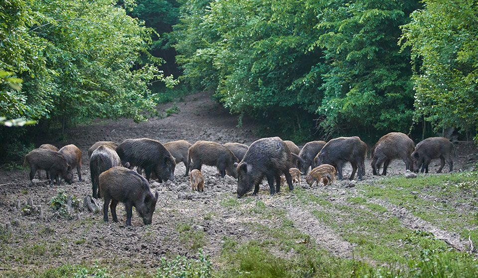 wild hogs