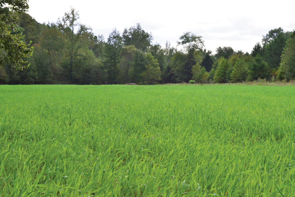 fertilized food plot