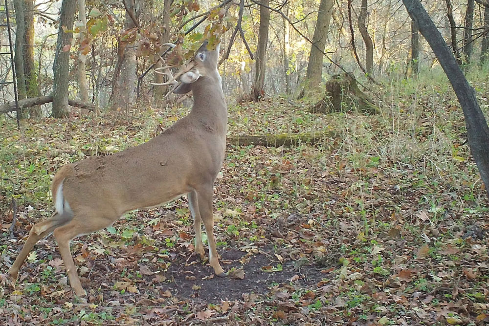 deer smelling