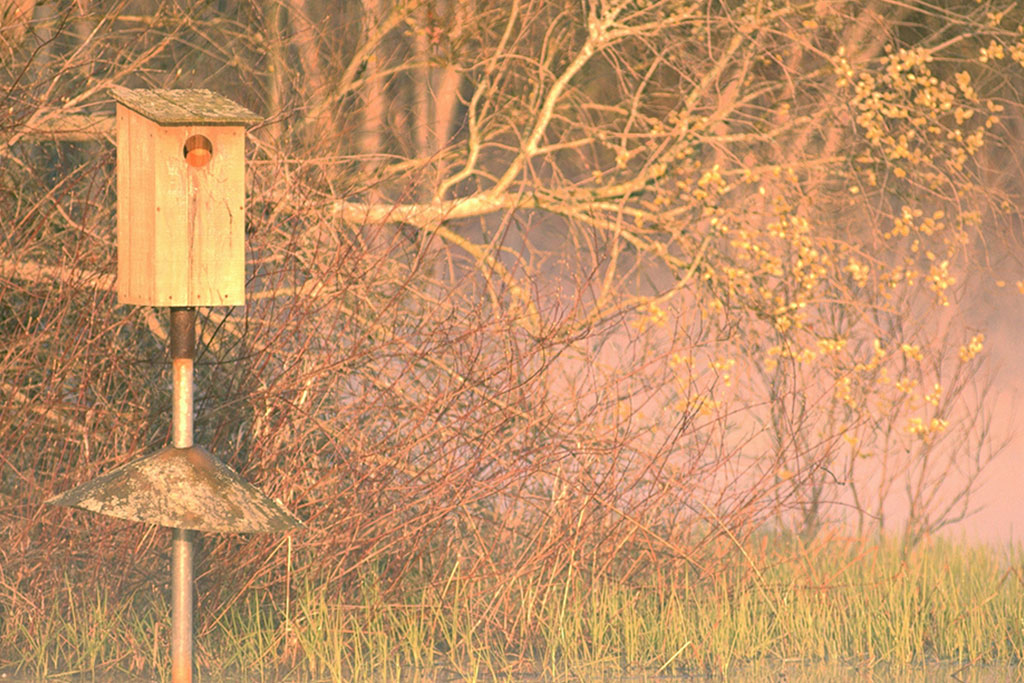 wood duck box