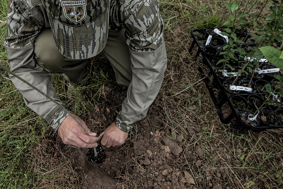 fall tree planting