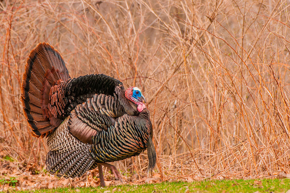 wild turkey full strut