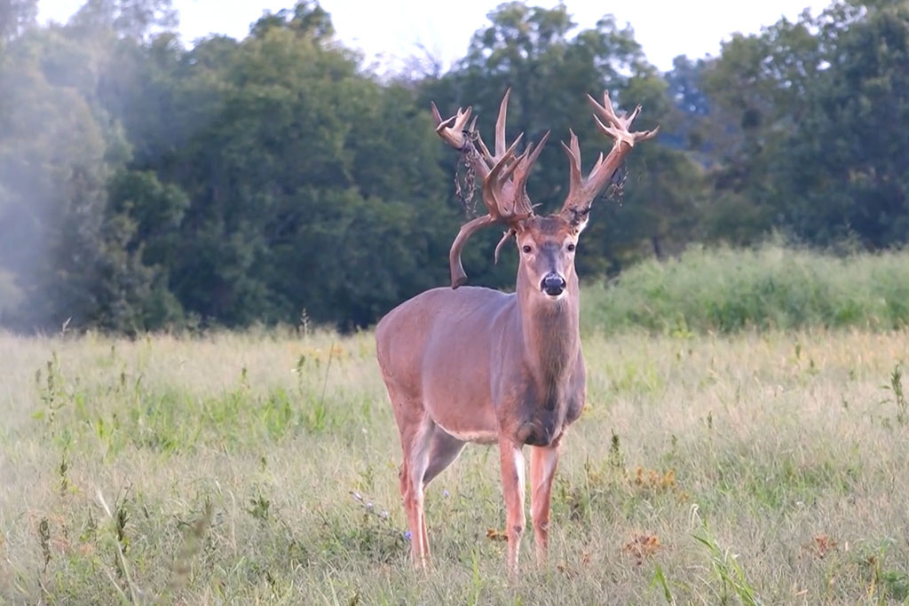 monster buck