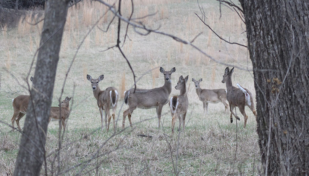 deer herd managment