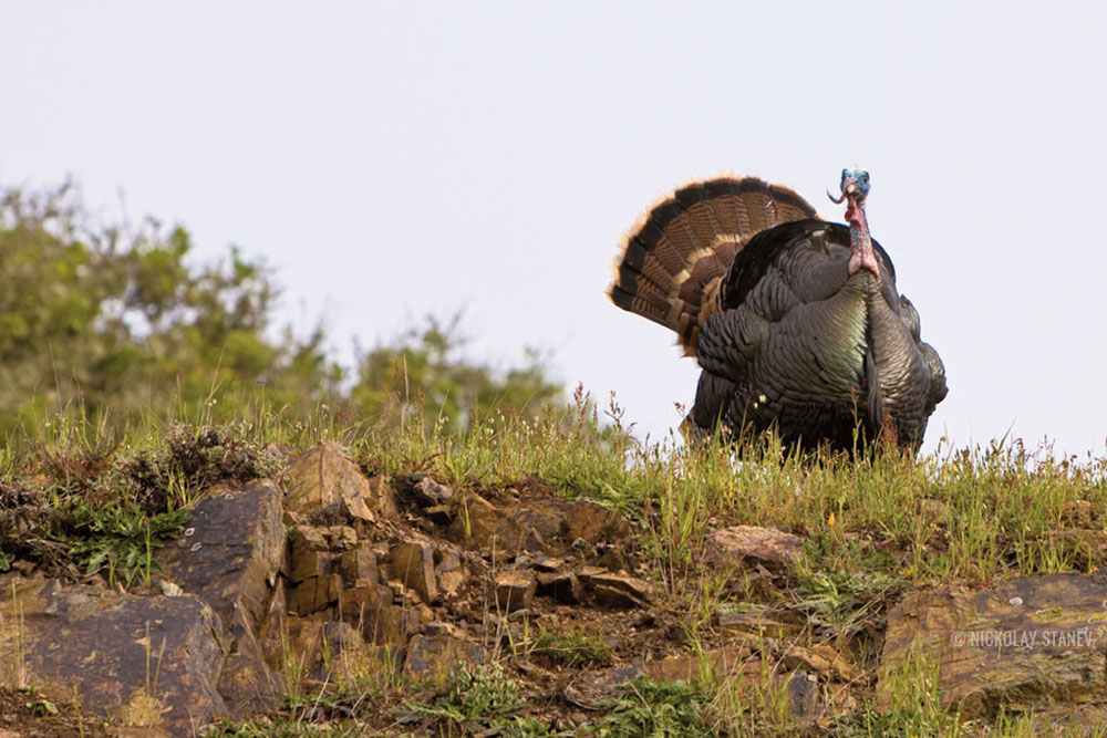 gobbling turkey