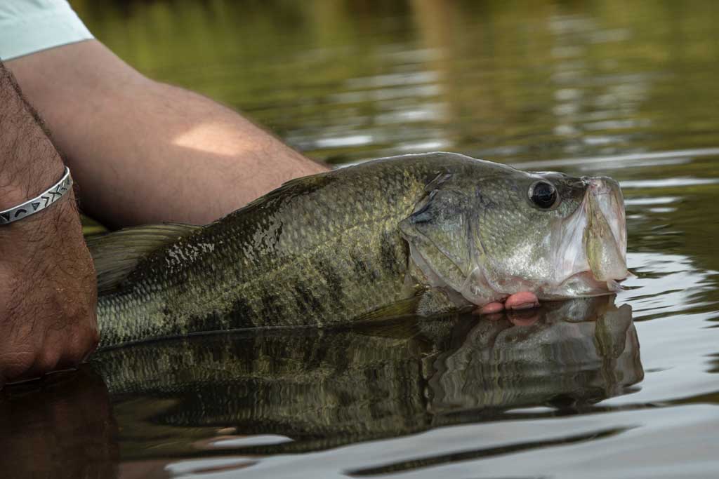 bass fishing pond