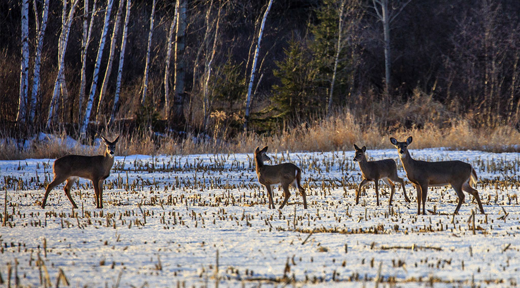 whitetail does