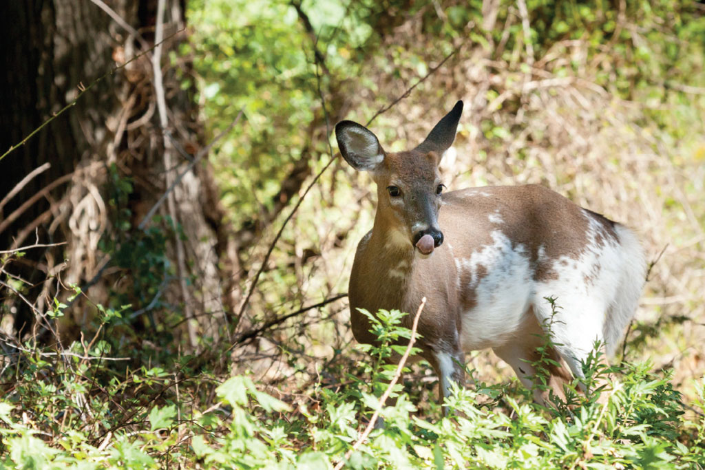 Piebald deer