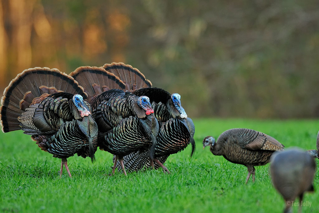 wild turkeys