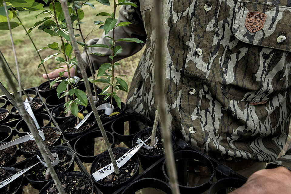 planting trees for wildlife