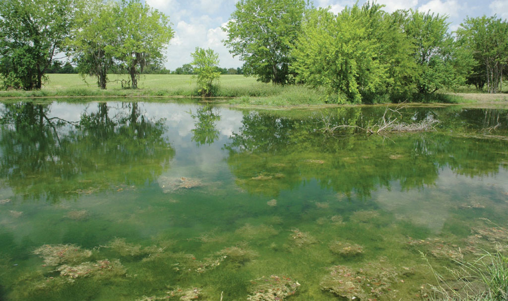 pond growth