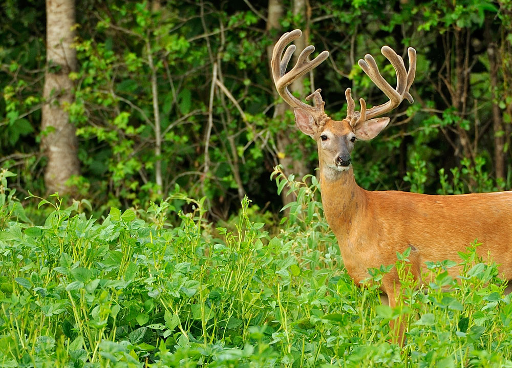 buck in food plot