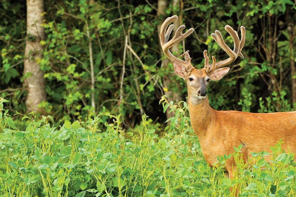 deer in peas