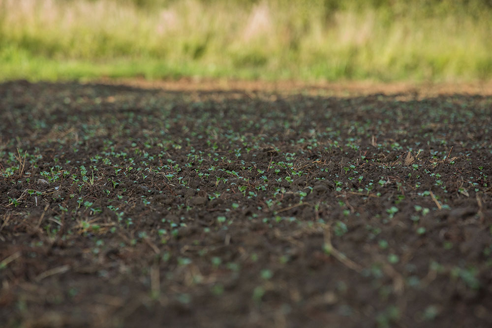 soil quality