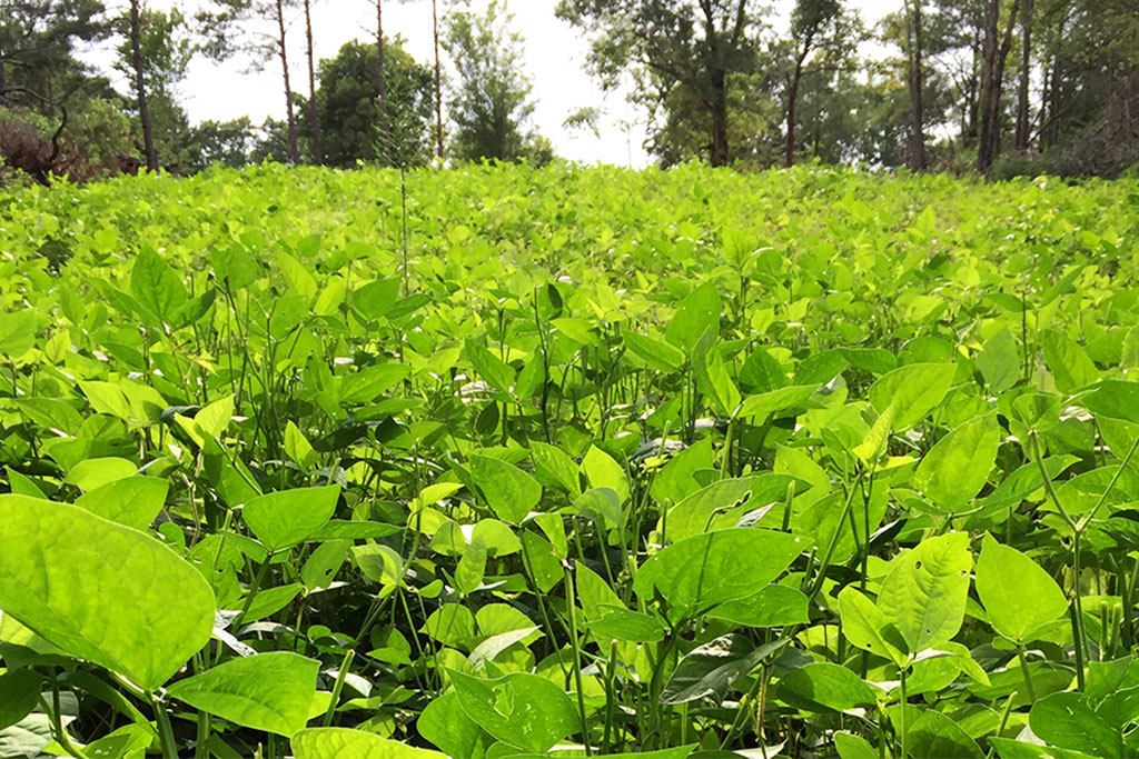 spring food plots