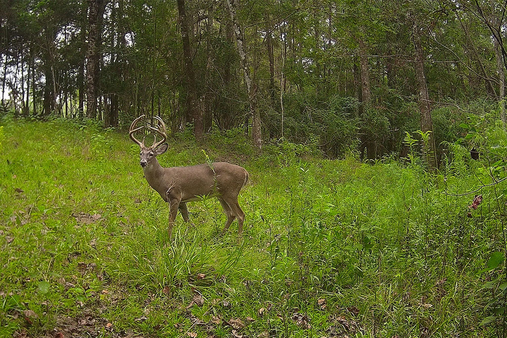 buck on trail camera