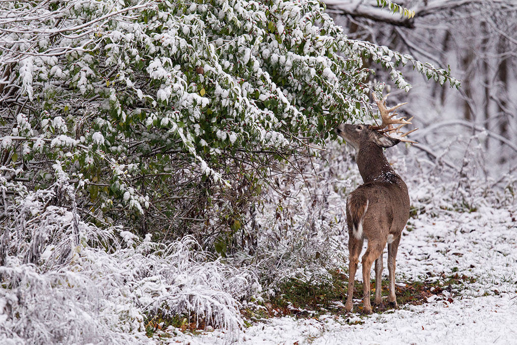 whitetail browsing