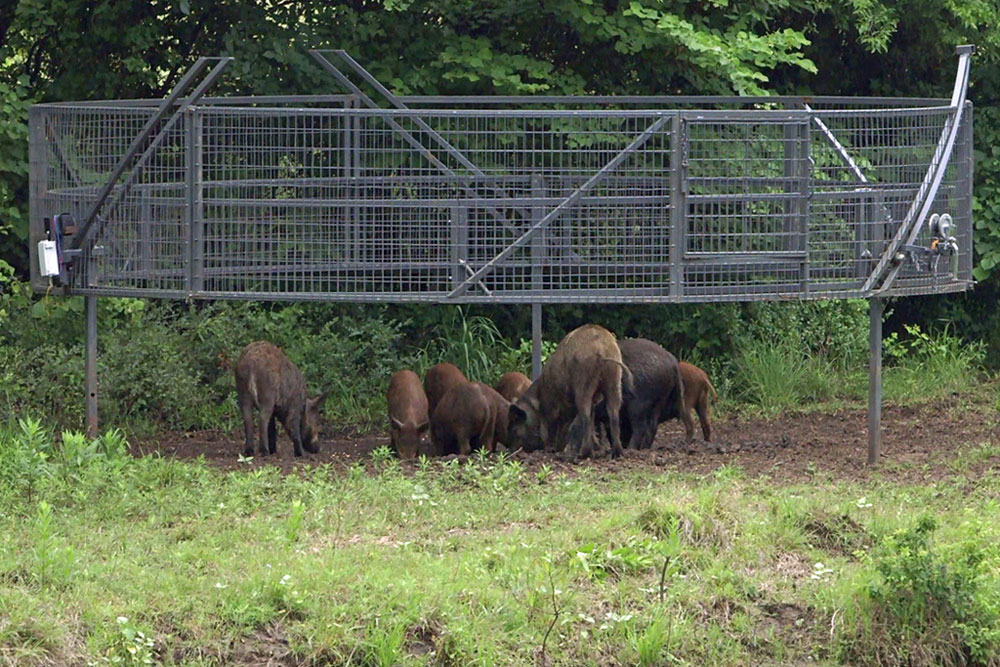4 Tips For Trapping More Wild Hogs Mossy Oak 4 Tips For Trapping More Wild Hogs Mossy Oak