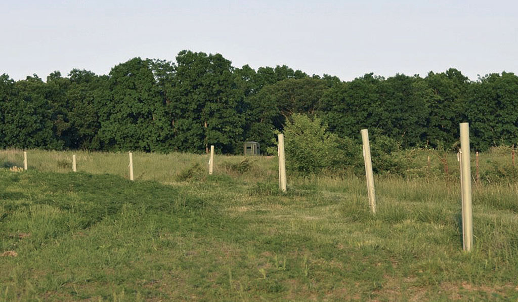 tree tubes